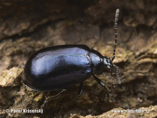 alder-leaf-beetle-1580.jpg