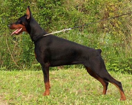 European_Dobermann.jpg