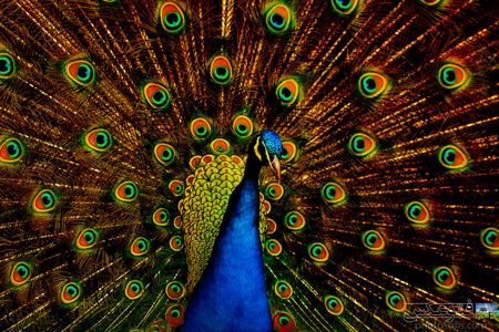 peacock-tavoos.jpg