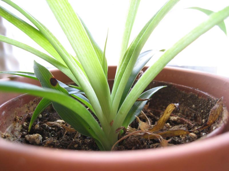 1-Spider-Plant.jpg