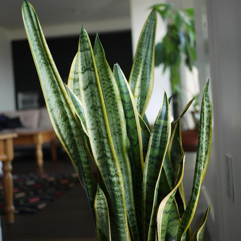 5-Snake-Plant.jpg