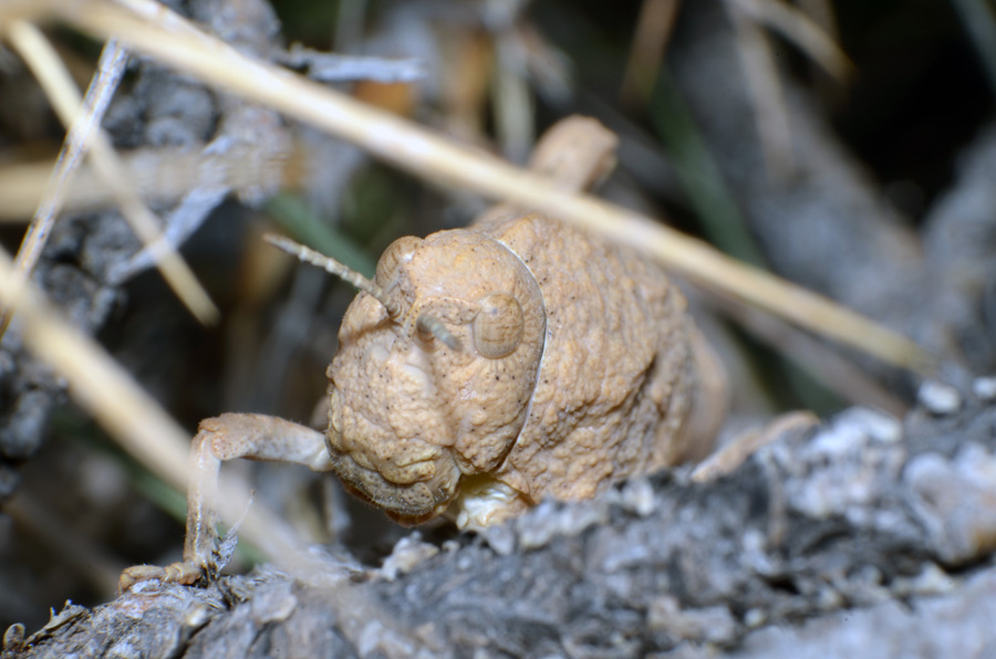 apxg_dsc_1366-1.jpg