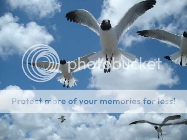 seagulls057.jpg