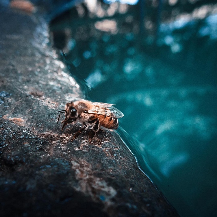 y049_bee.jpg