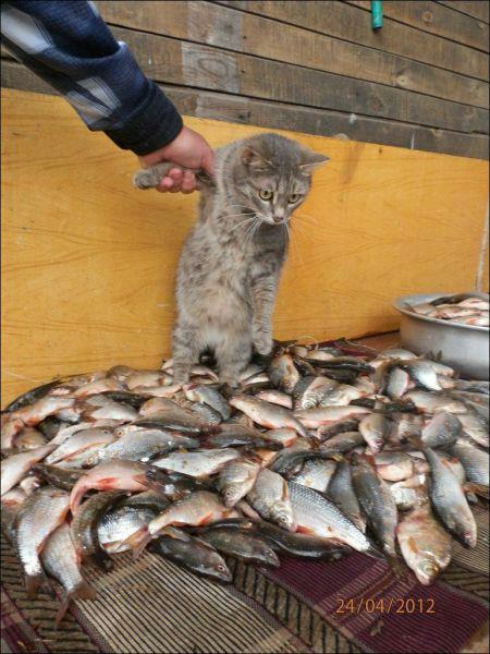 Cat.jpg