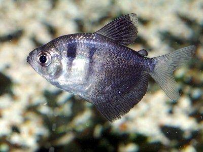 black-skirt-tetra-profile.jpg