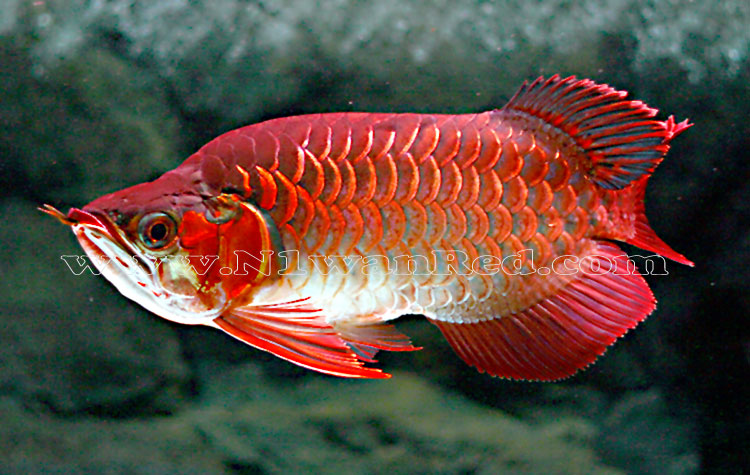 Blood_Red_Arowana.jpg