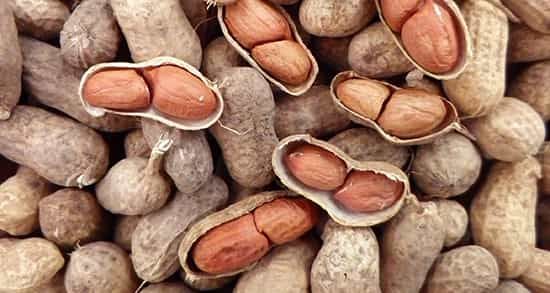peanut.jpg