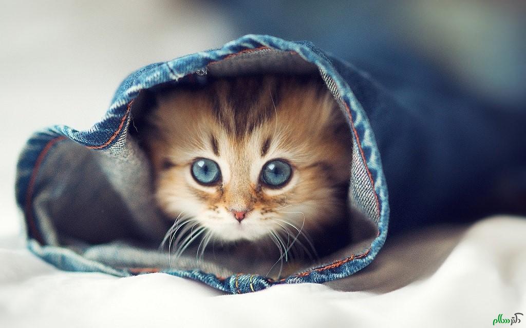 miaow-1.jpg
