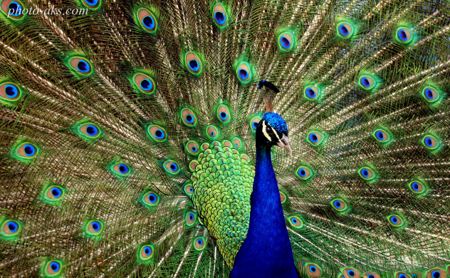 peacock-wallpaper.jpg