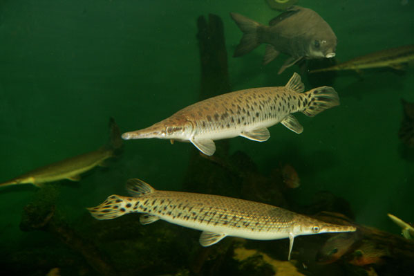 alligator_gar.jpg