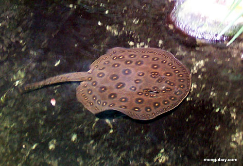 stingray_zoo_00.jpg