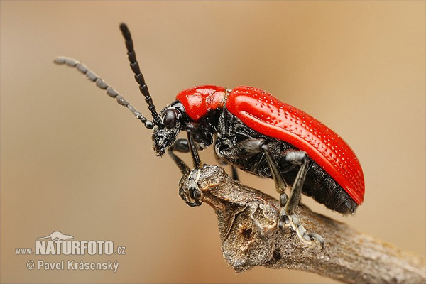 scarlet-lily-beetle-2008_025.jpg