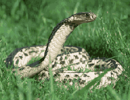 cobra8cut.gif