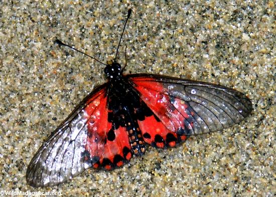 red_clear-wing_butterfly-0157.jpg