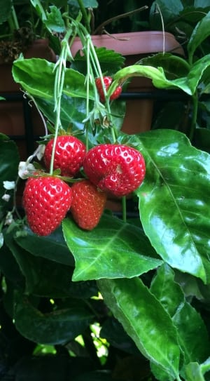 strawberries-fruit-garden-wallpaper-thumb.jpg