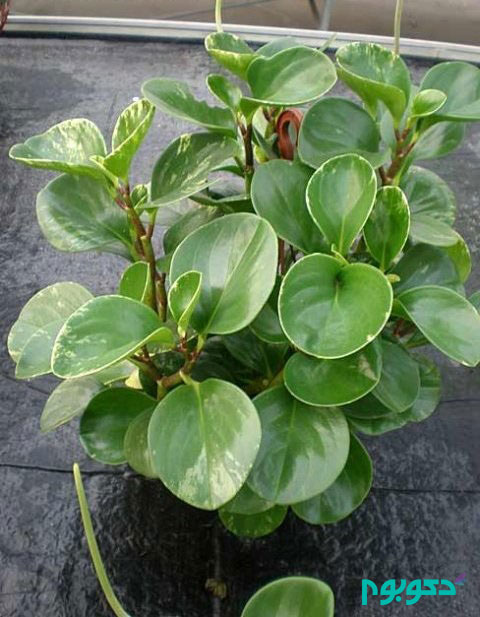 phoca_thumb_l_peperomia_magnoliifolia_1.jpg