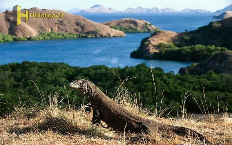 flores-komodo_2678566a-large.jpg