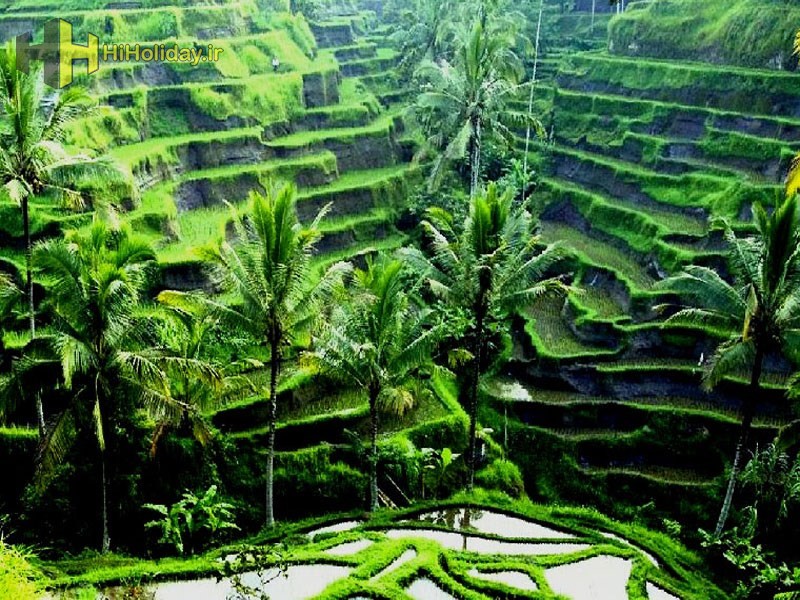 rice-fields-ubud-bali2.jpg