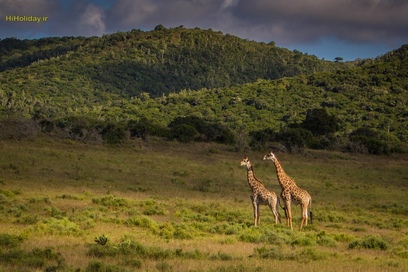 South-Africa-wildlife-3-X3.jpg