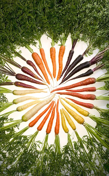 372px-Carrots_of_many_colors.jpg