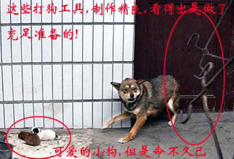 dog-cruelty-37.jpg