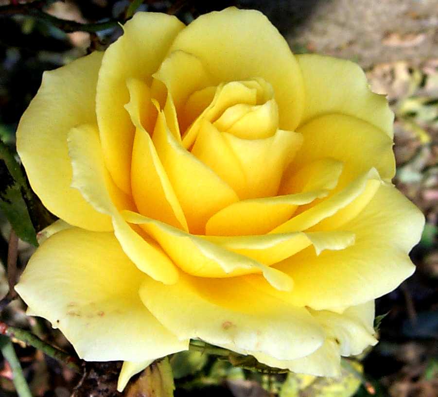 great-yellow-rose-closeup-644.jpg