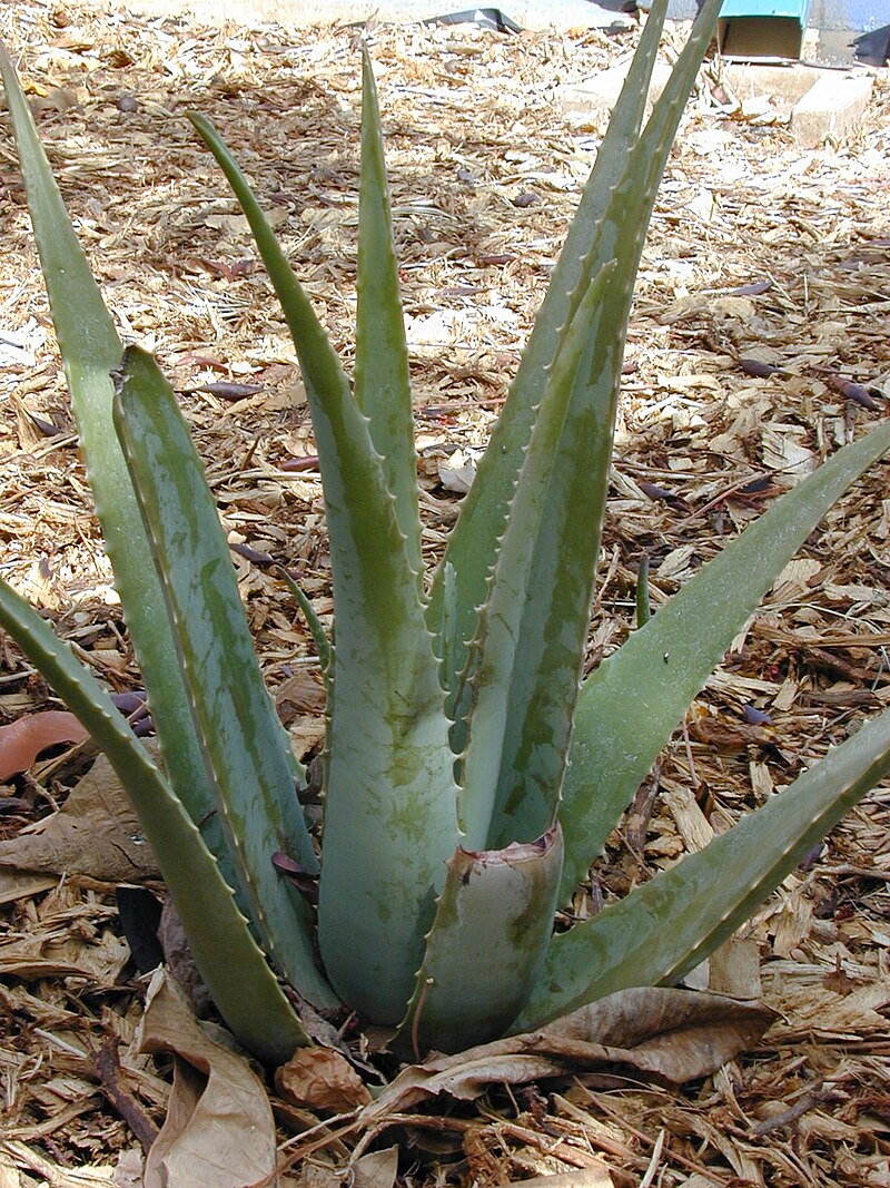 800px-Starr_011104-0040_Aloe_vera.jpg