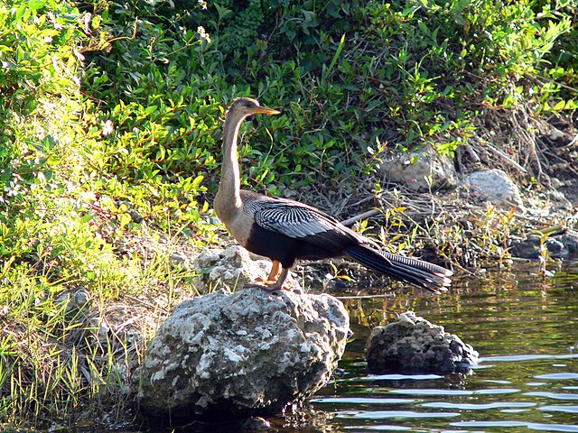 640px-Anhinga_anhinga_-Everglades_National_Park_-USA-8.jpg