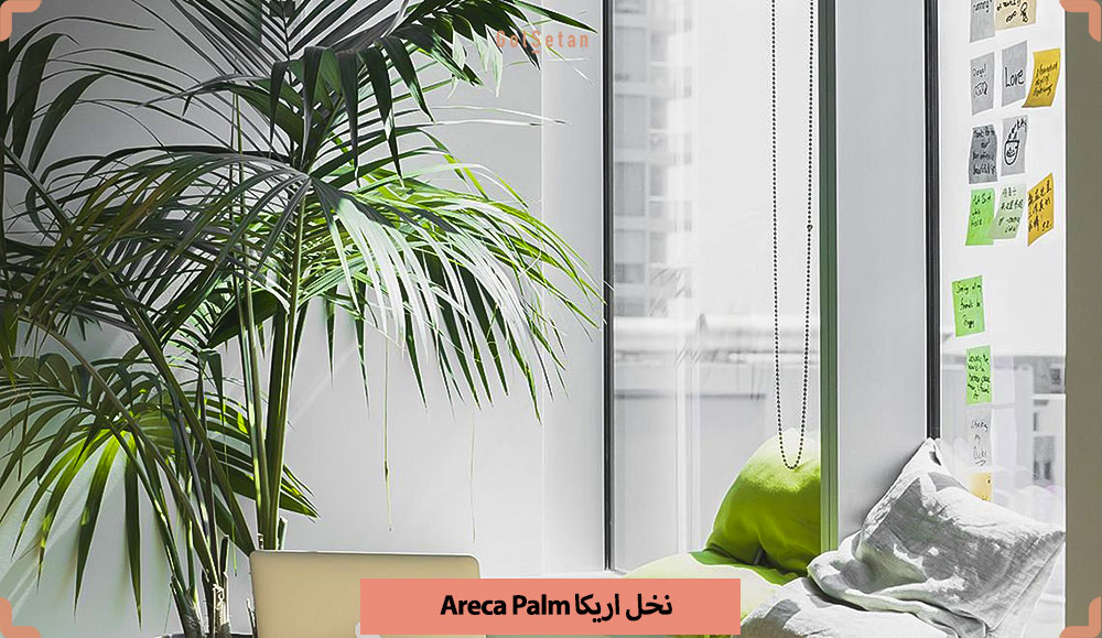Areca-Palm-Chrysalidocarpus-lutescens.jpg