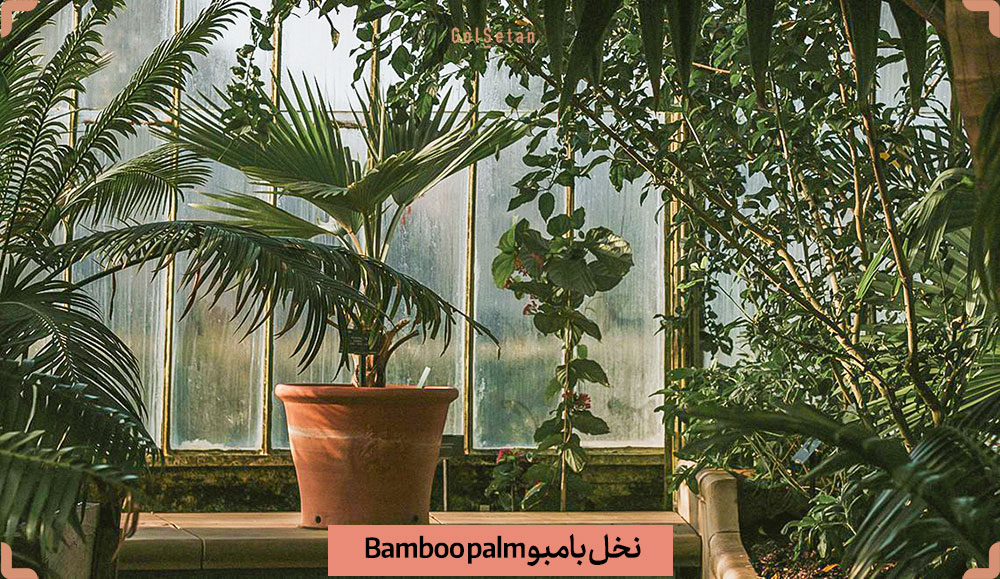 Bamboo-palm-Chamaedorea-seifrizii.jpg
