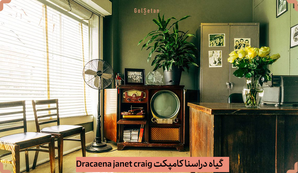 Dracaena-Janet-Craig.jpg