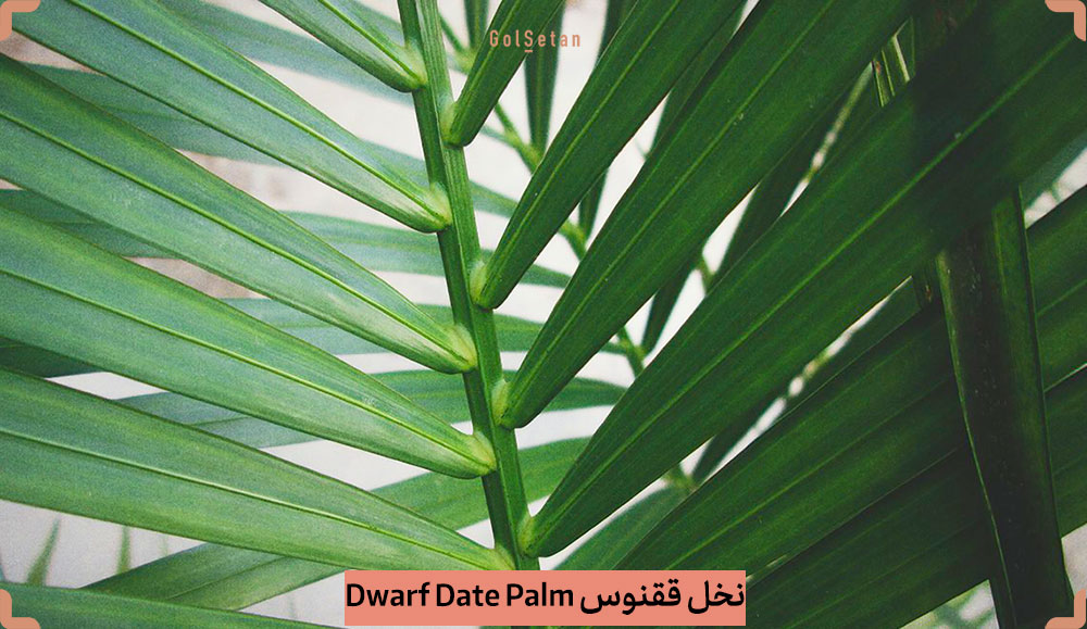 Dwarf-Date-Palm-Phoenix-roebelenii.jpg