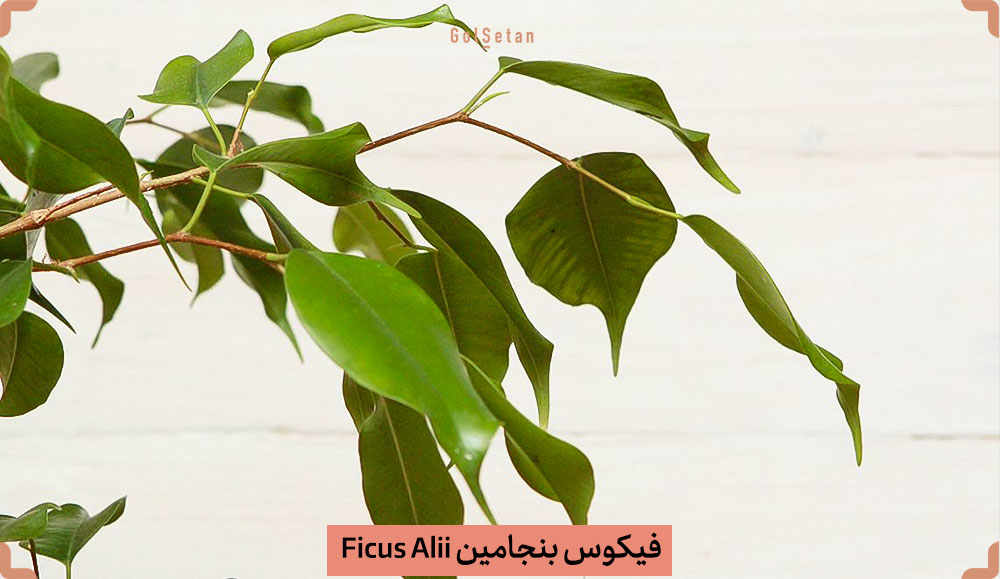 Ficus-Alii-Ficus-macleilandii.jpg