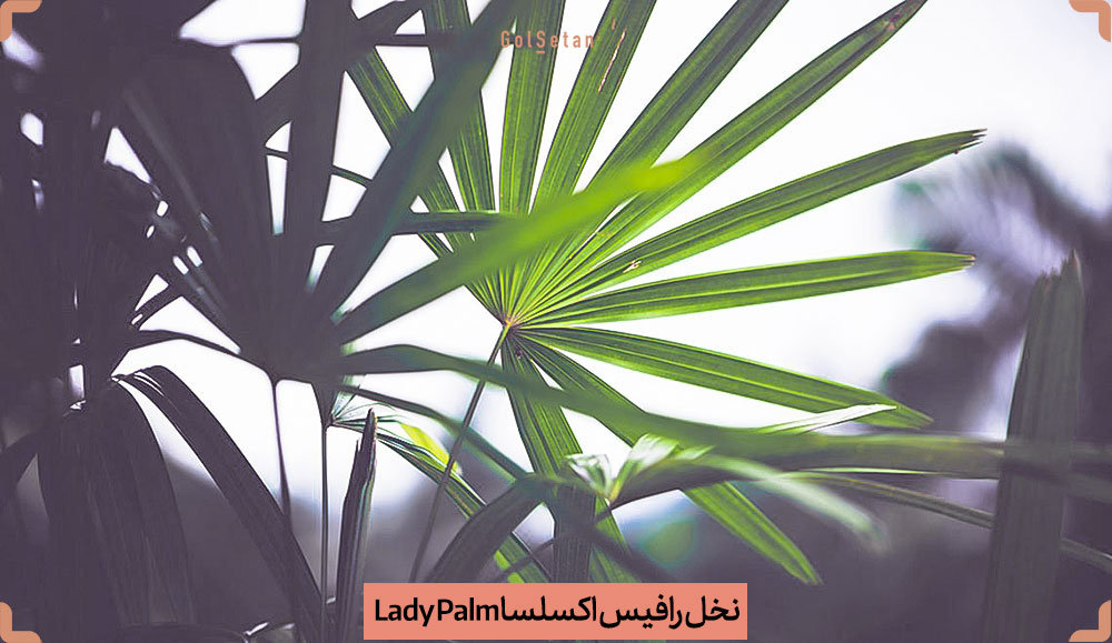 Lady-Palm-Rhapis-excelsa.jpg
