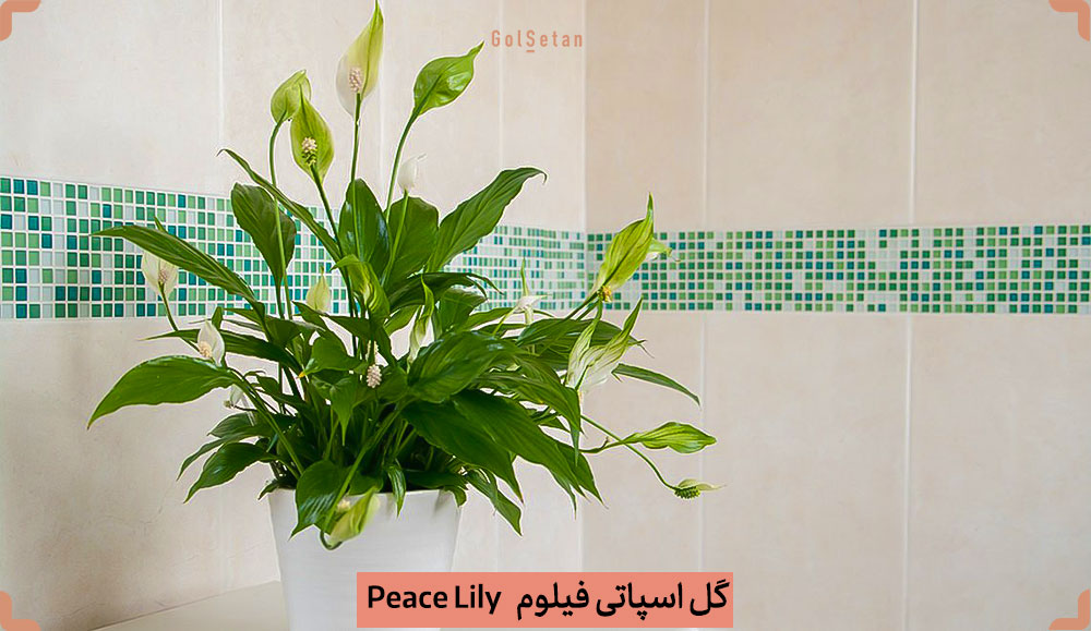 Peace-Lily-Spathiphyllum-Mauna-Loa.jpg