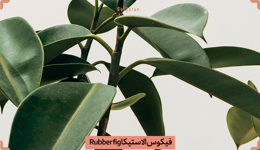 Rubber-Plant-Ficus-robusta.jpg